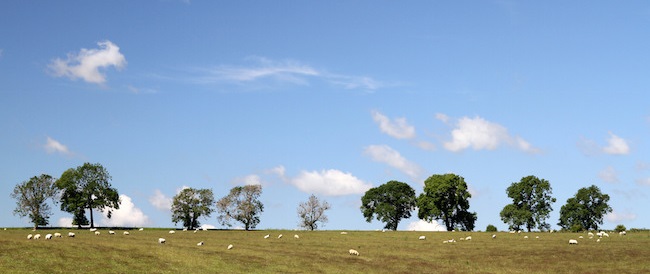 sheep in field with trees and white sky