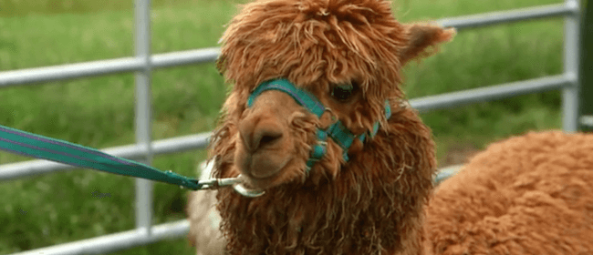 Senwick Alpaca Trekking