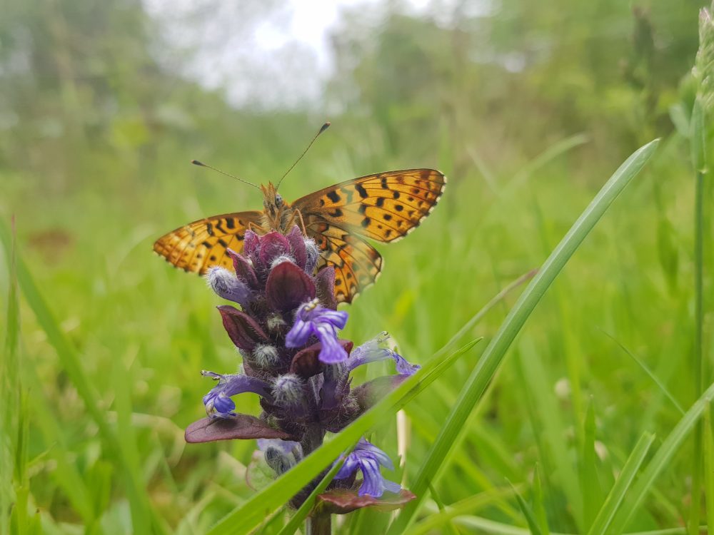 Pearl-bordered fritillary butterfly on plant