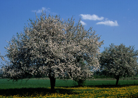 A blossoming apple tree in a field with blue skies