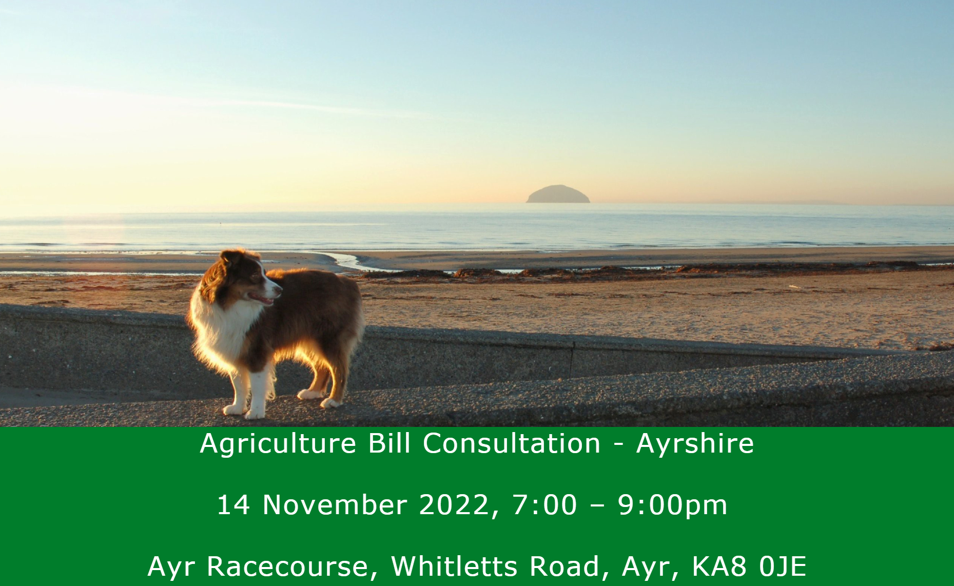 Dog at Girvan beach with Ailsa Craig in the distance