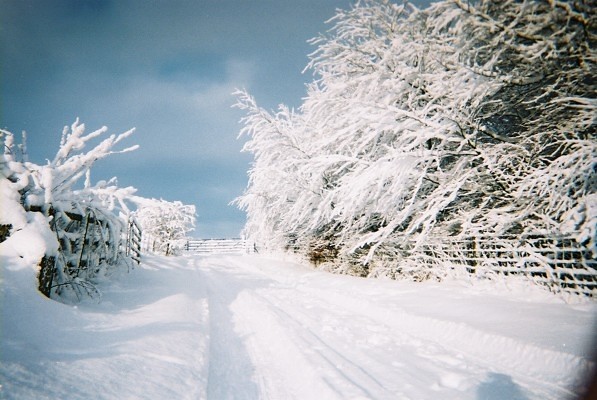 Wintery view of road, trees and gateway with very thick snow