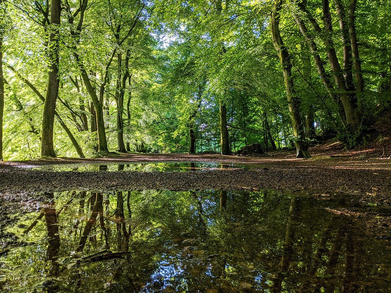 Woodland view from ground angle with reflective puddles in foreground