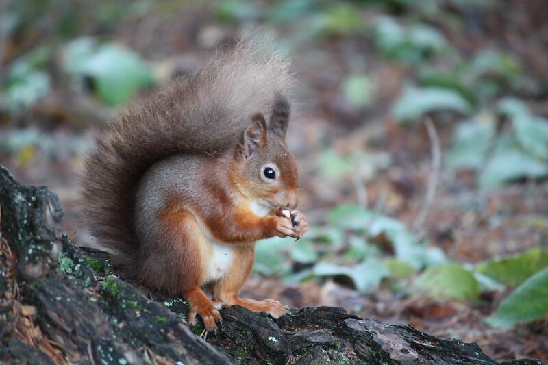 Red squirrel on tree trunk