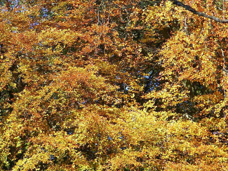 Leaves in autumn colours