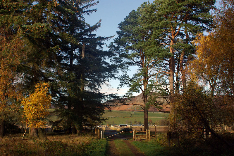 Variety of trees bordering a gate and track to farm buildings below 