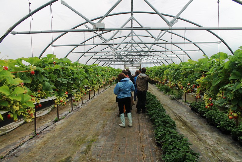 Group of people in polytunnel with strawberry plants