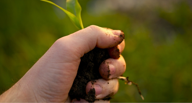 Hand holding soil