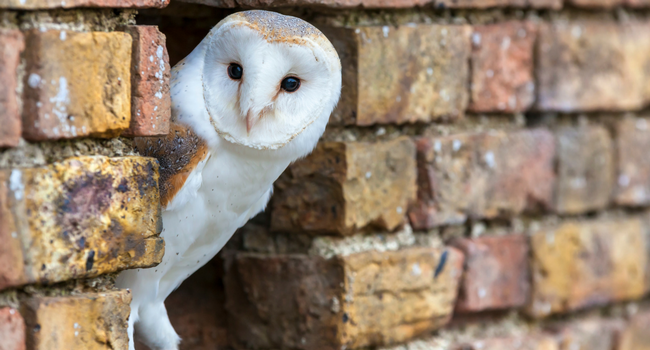 barn owl in brick building