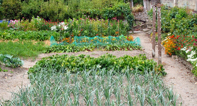 Vegetable garden