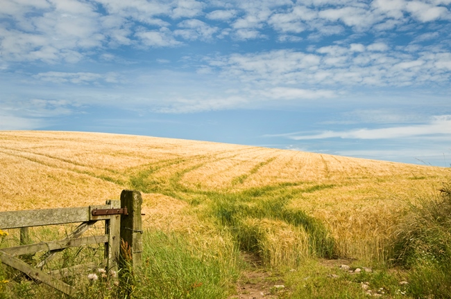 Field with open gate and blue sky