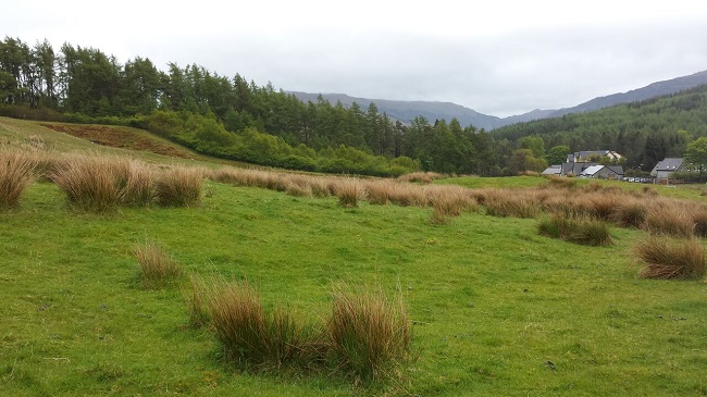 Field with rushes