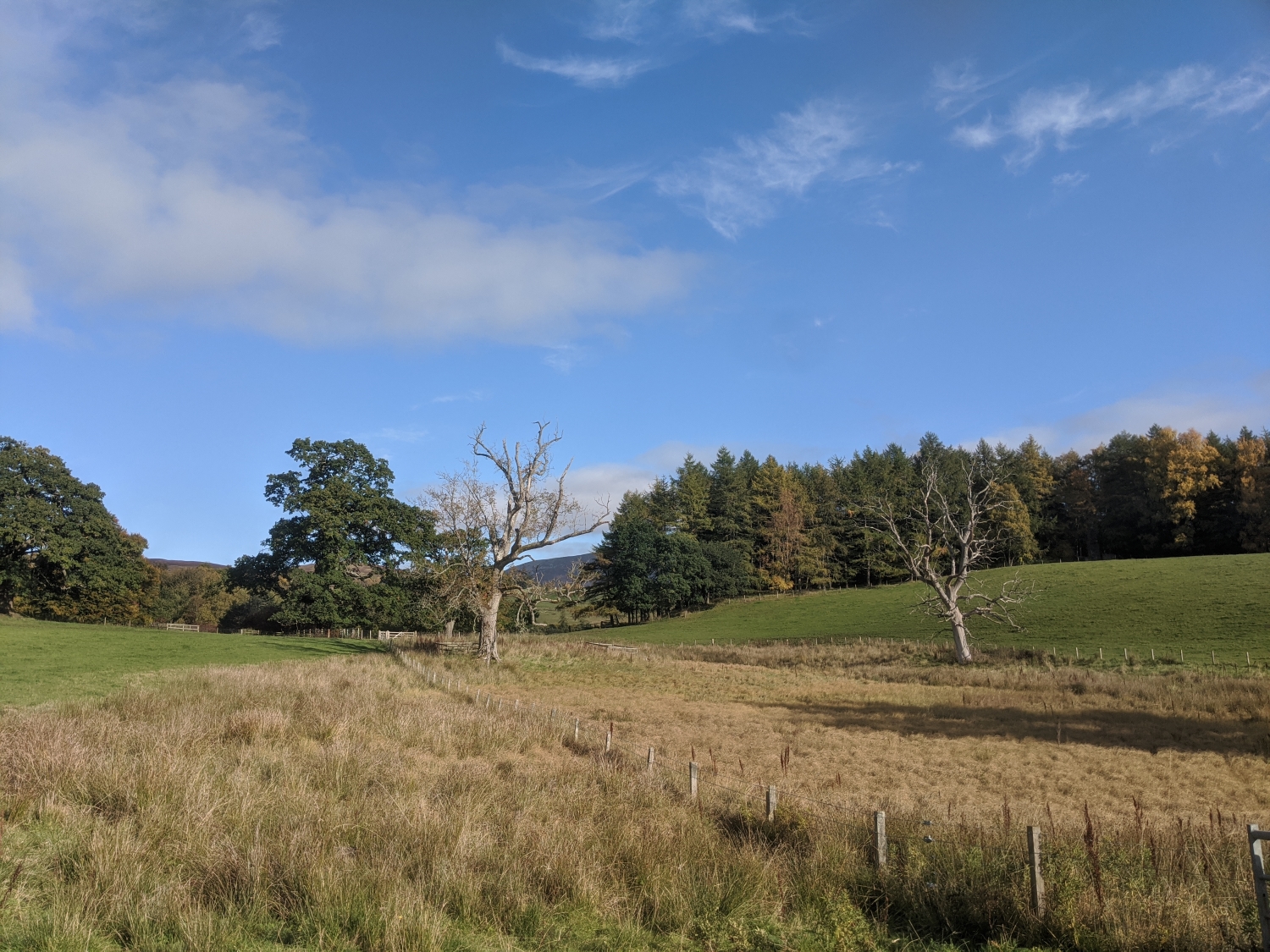 Trees edging a field in rural Scotland on a sunny day