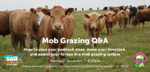 Mob Grazing Q&A Cow info graphic