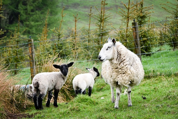 sheep fence firs CREDIT Neil Davidson