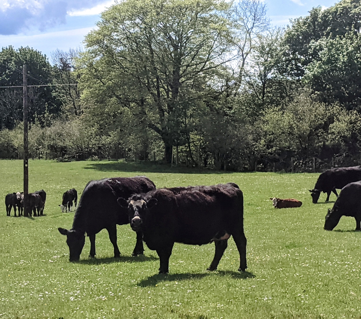 Cows in fields with trees in background