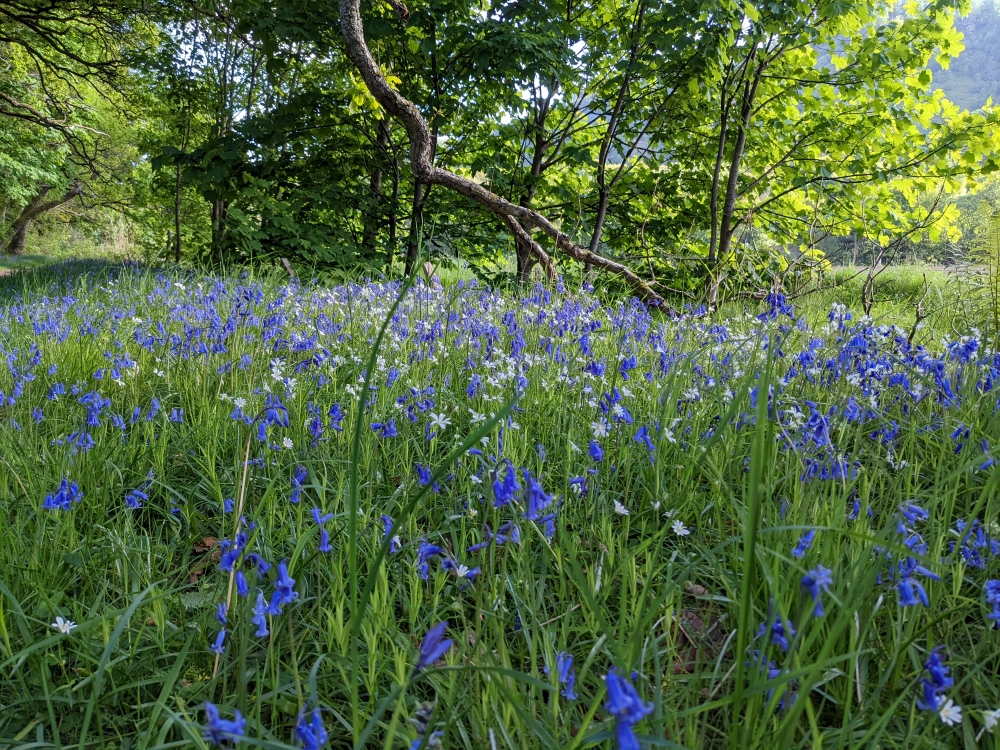 Wild flowers in woodland