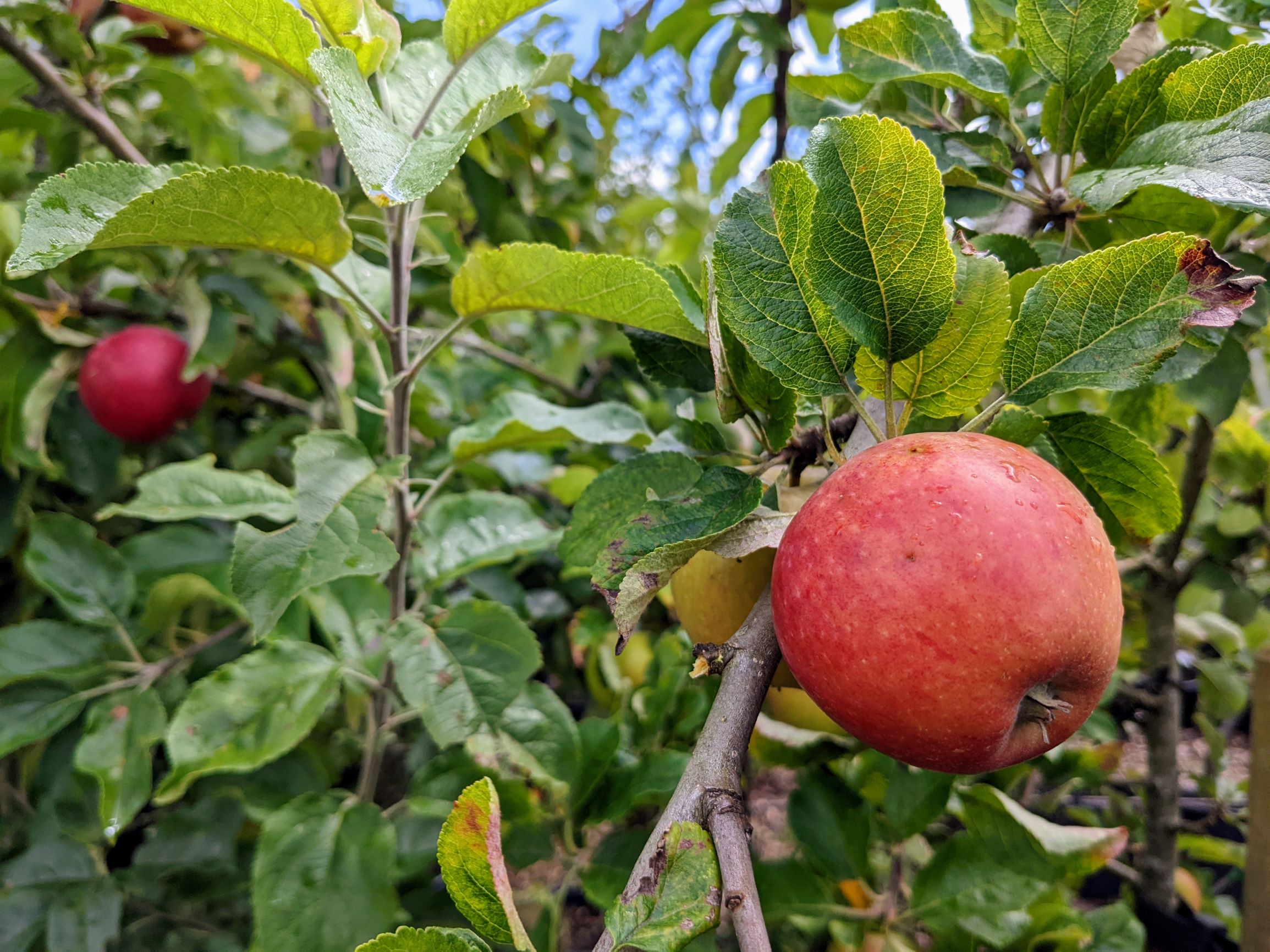 Apples growing