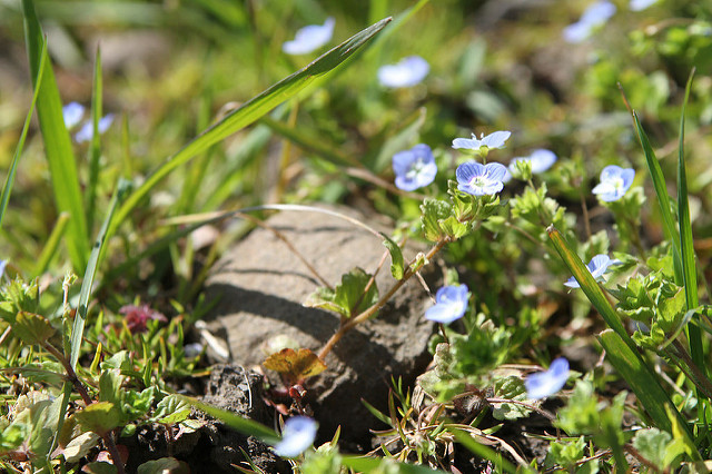 flowers and plants