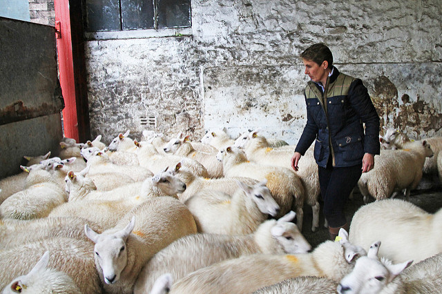 Farmer with sheep