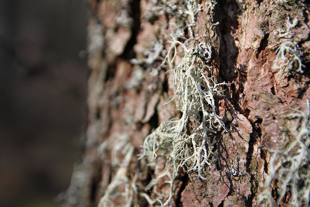Lichen on tree Photographer - Matt Cartney. Crown Copyright.