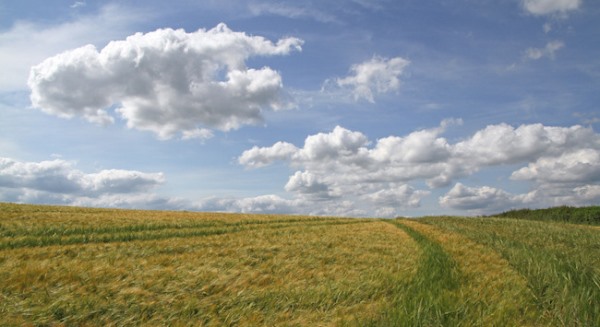 Winter barley field