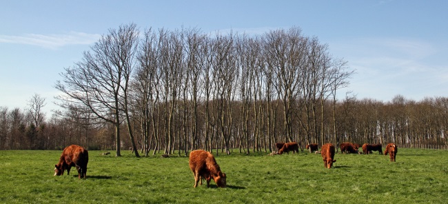 cows in field with trees in background