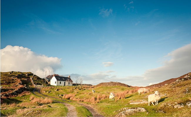 croft house landscape with sheep