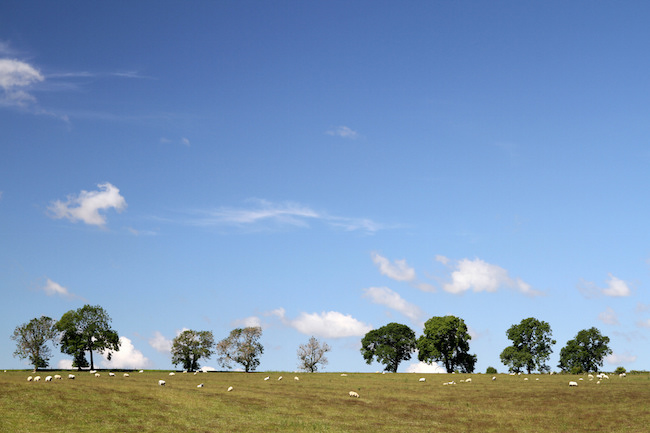 Field with sheep and trees