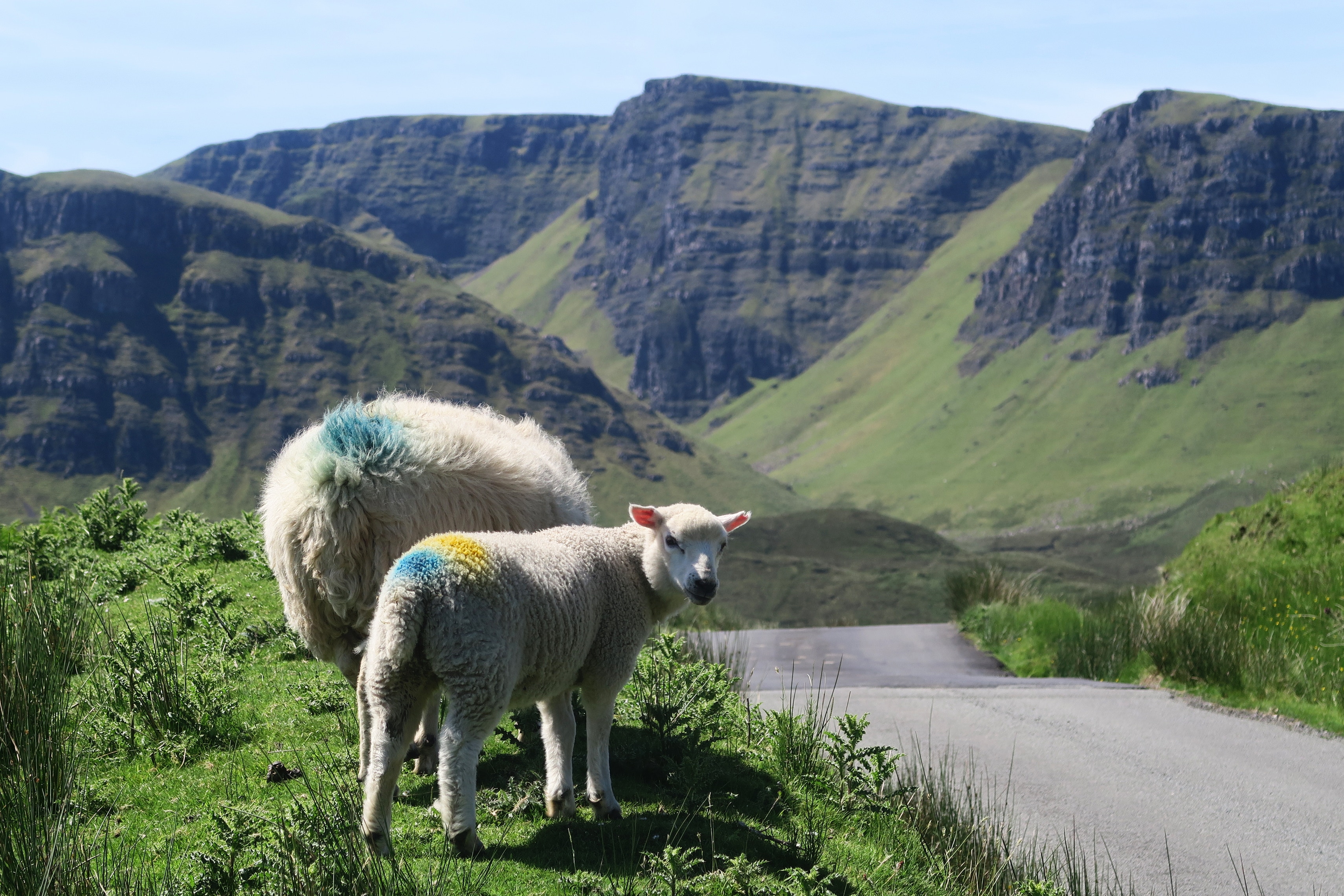 lambs beside road
