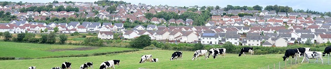 Cows in field with houses in background