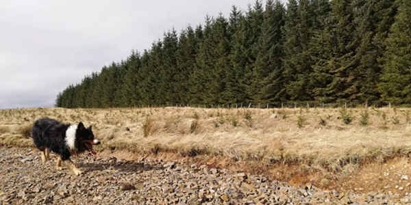 Walking & talking trees with Andrew Whiteford of Burnfoot Farm