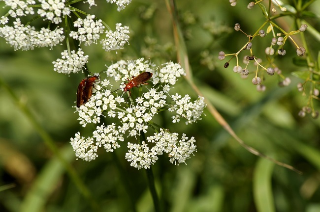 beetles on wild carrot plant