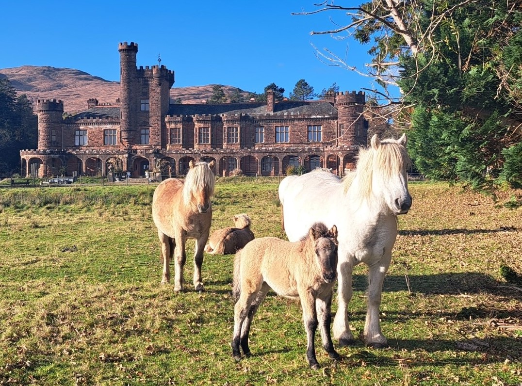  Highland pony Minishal and her foal Shellesder in the foreground, with Fhuarain lying down behind. The other pony standing to the left is his sister 