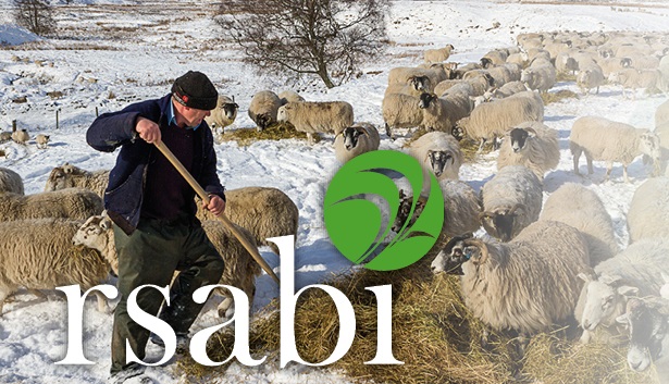 Farmer in snowy field with sheep and 'RSABI'