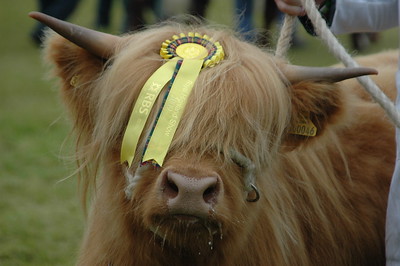 Highland cow with prize-winning rosette