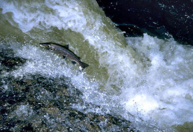 Fish leaping over foamy water