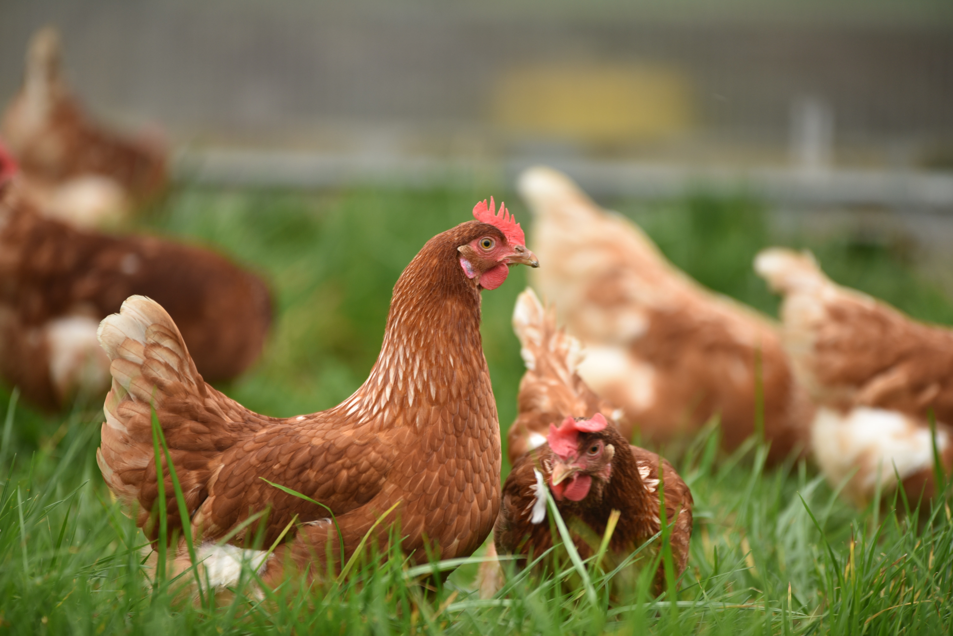 Chickens in grass field