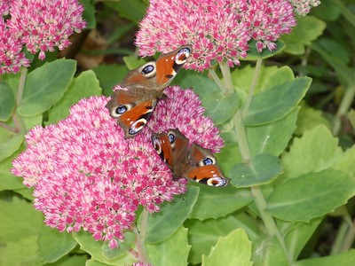 Two red admiral butterflies on pink flowers