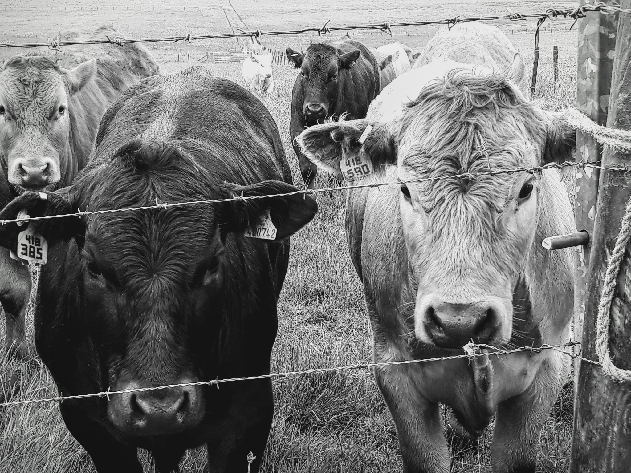 Cattle looking through fence