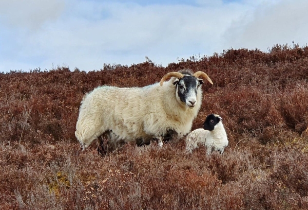 Sheep and lamb on heather covered hill