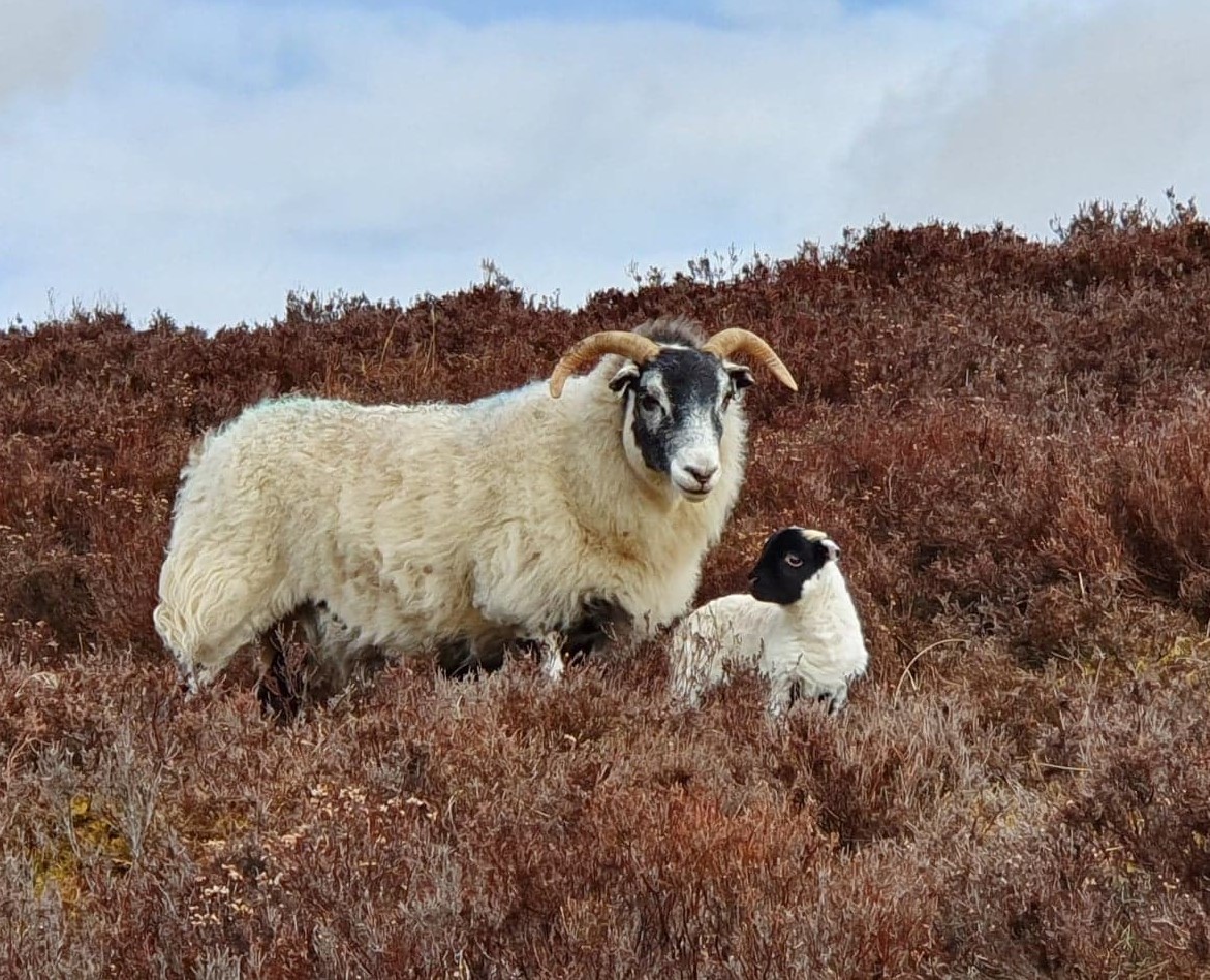 Ewe and lamb in heather