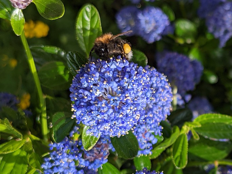 Blue flower with bee.