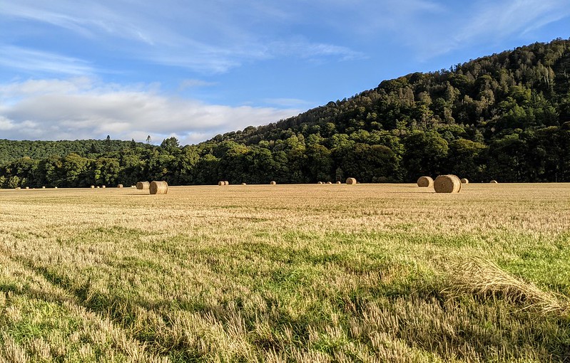Field with Silage Crop