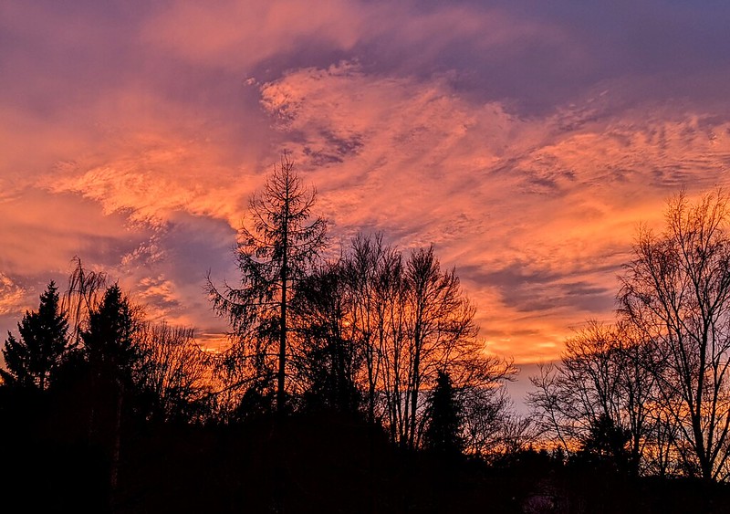 Trees silhouetted against purple and orange sky