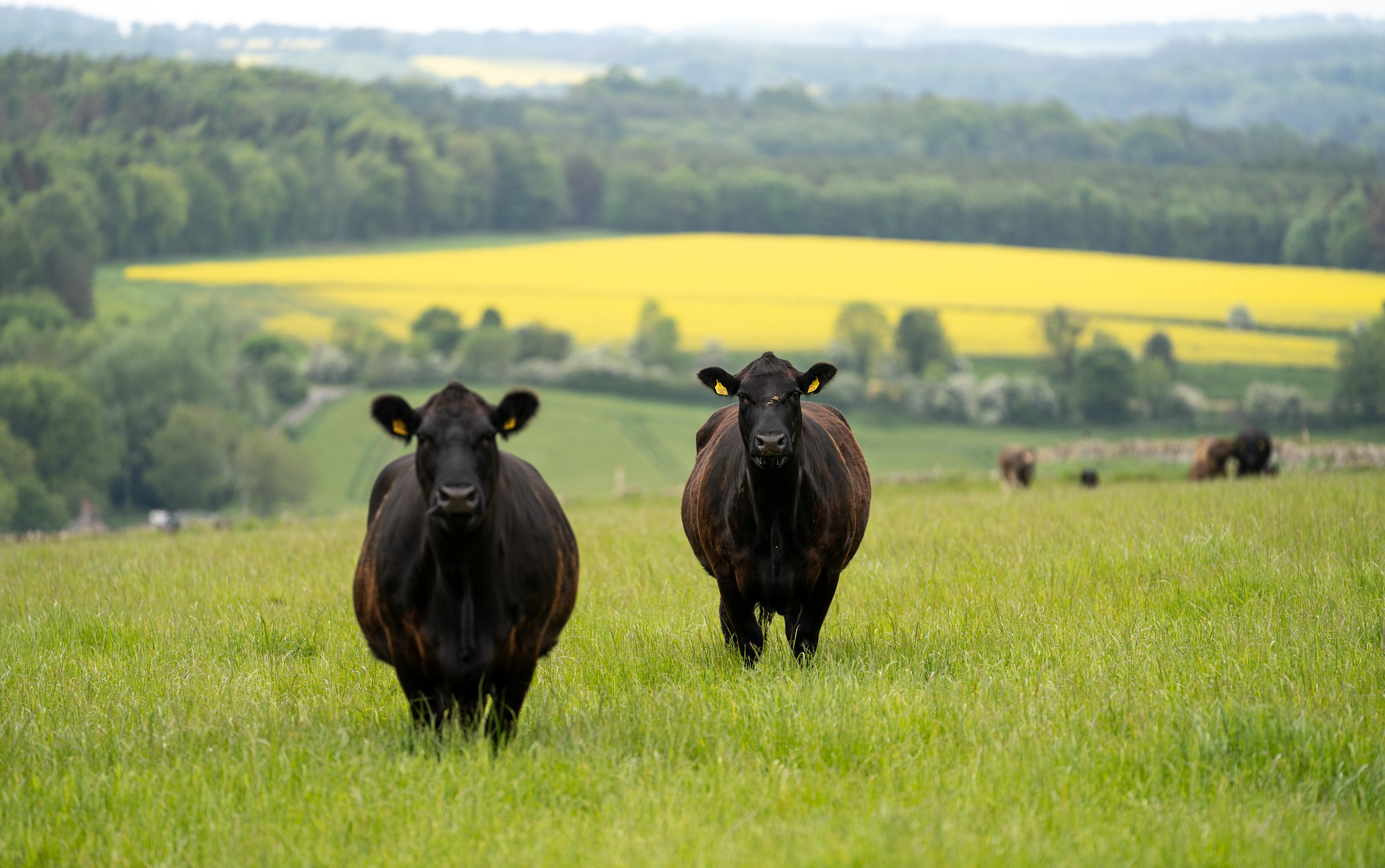 Two cows in a field looking towards camera