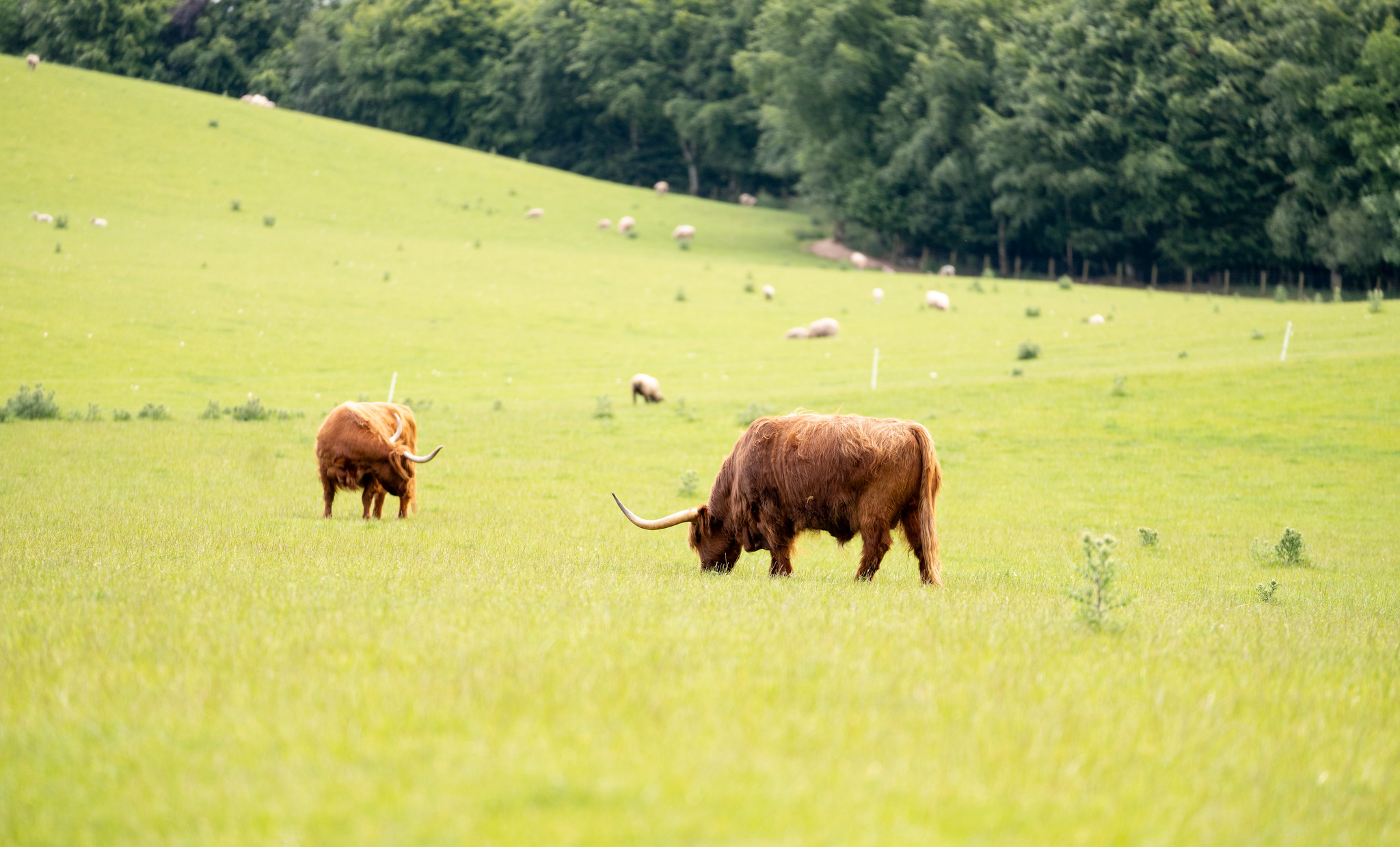 Highland cattle in field