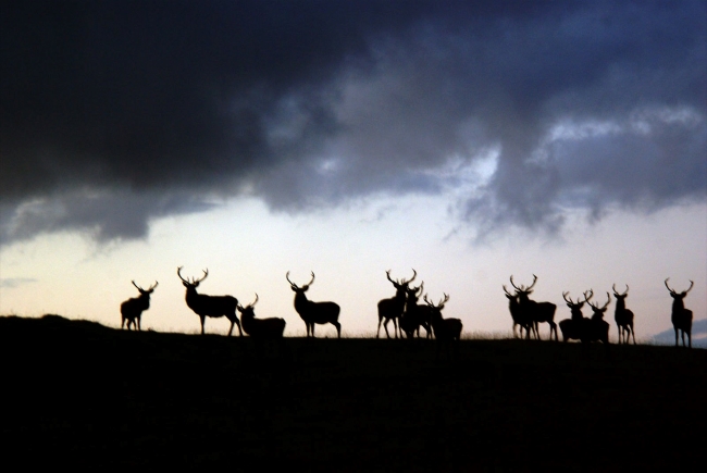 Red deer looking for feed at Glen Loth, Sutherland
