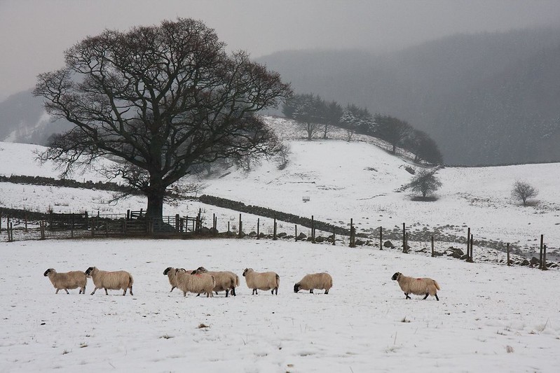 Small group of sheep in snow-covered field