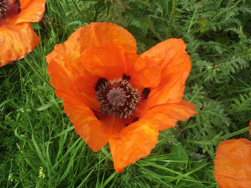 Close up of poppy in field